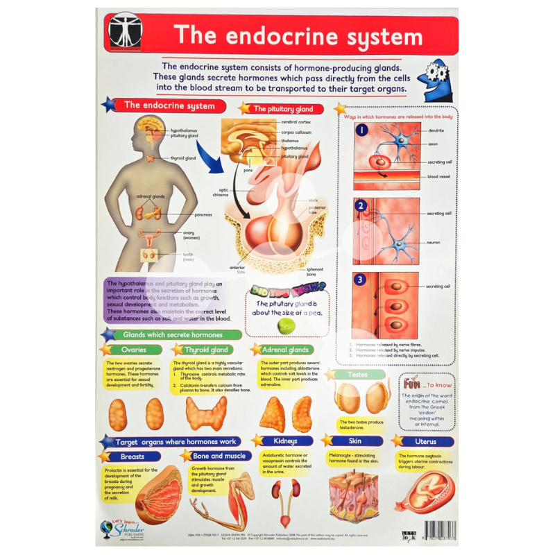 The endocrine system Wall Chart