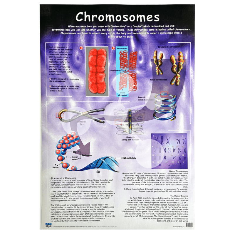 Chromosomes Wall Chart