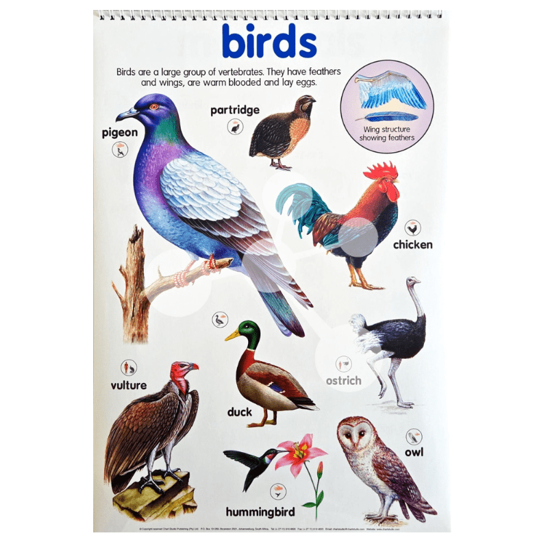 Animal Kingdom Flip Chart