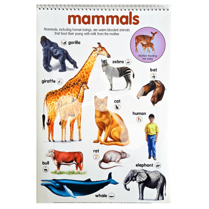 Animal Kingdom Flip Chart