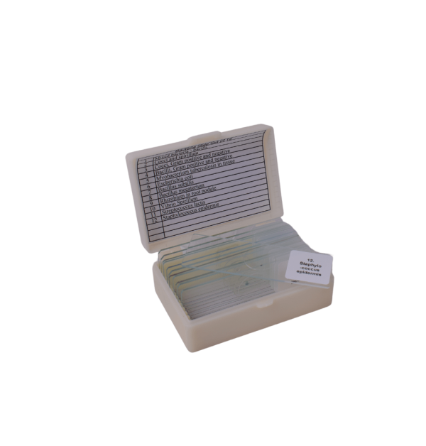 Bacteria slide Set of 12