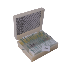 Basic GCSE slide set of 25