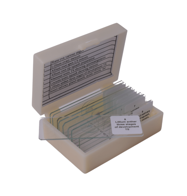 Cell Division slide set of 9