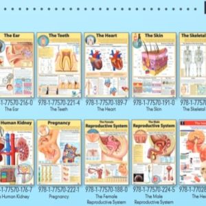 Digestive System , LL - Wall Poster