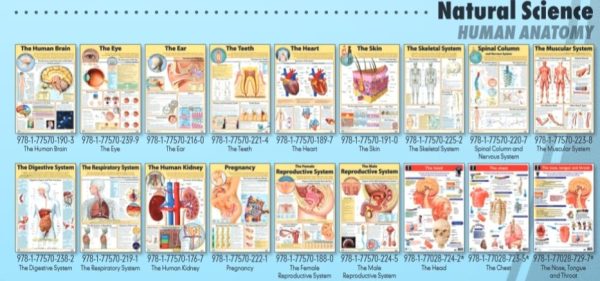 Digestive System , LL - Wall Poster
