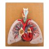 Heart with Lungs and Larynx Model