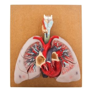 Heart with Lungs and Larynx Model