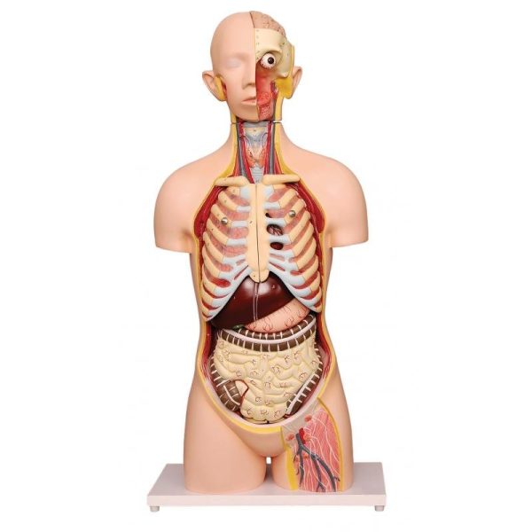 Human Torso Natural size, 12 Parts