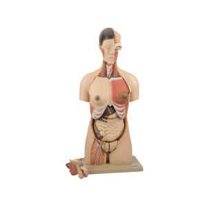 Model, Torso Human, Bisexual 24 part