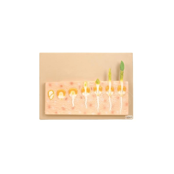 Monocot Seed Germination (Maize)