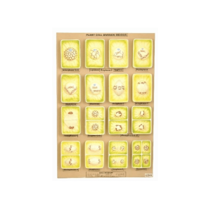 Plant Cell Division Meiosis