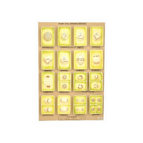 Plant Cell Division Meiosis