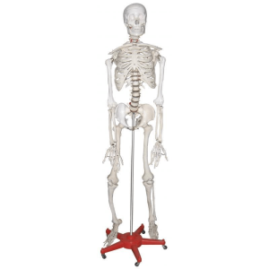 Skeleton Model - Life Size