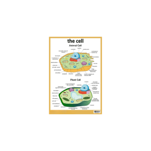 The Cell - Plant Cell and Animal Cell Wall Poster